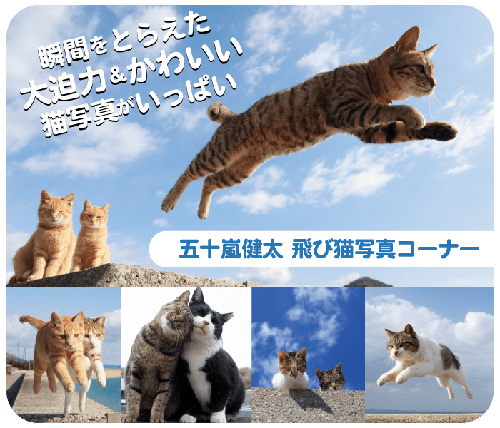 五十嵐健太飛び猫写真コーナー