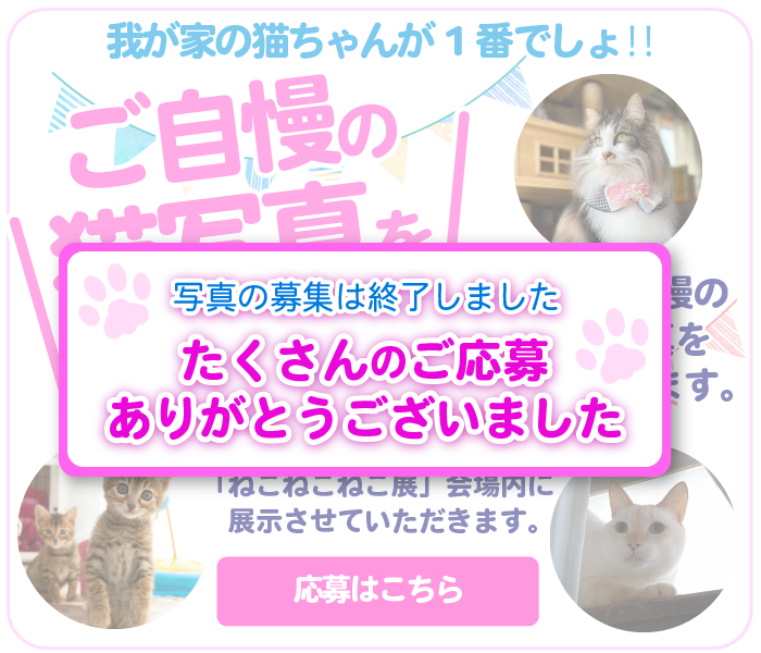 飼い猫写真展《写真募集は終了しました》