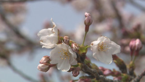 さくらカーニバル ２年連続中止 岡山 香川のニュース Tscテレビせとうち