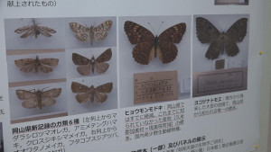 昭和天皇に献上の昆虫標本発見 岡山 香川のニュース Tscテレビせとうち