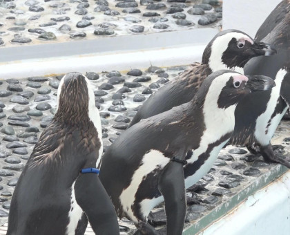 香川県 四国水族館にケープペンギン５羽仲間入り
