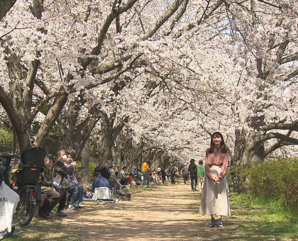 春らしい陽気の下、満開の桜楽しむ／岡山市・旭川河川敷【岡山市】