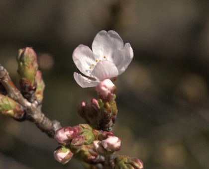 岡山、香川で桜開花／１週間程度で満開に【岡山】【香川】