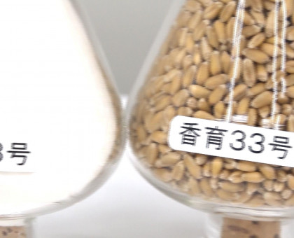さぬきうどん用の香川県産小麦、後継品種の実用化へ／関係者が初会合【香川】【高松市】