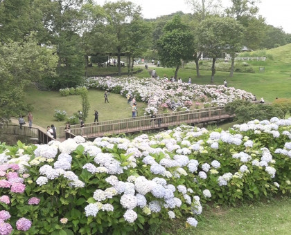 色とりどり２万本　アジサイ見ごろ／香川・まんのう町の国営讃岐まんのう公園【香川・まんのう町】