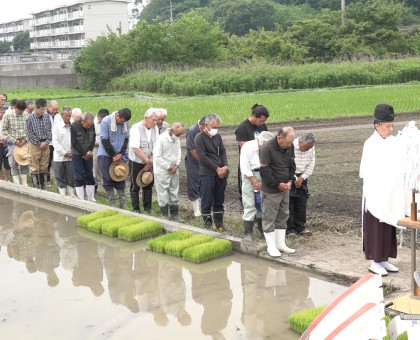 「天空の鳥居」で知られる香川・観音寺市の高屋神社／氏子らが古代米の田植え／年末に大しめ縄にして奉納へ【香川・観音寺市】