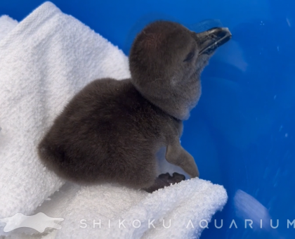 ケープペンギンの赤ちゃん、すくすくと成長／香川・宇多津町の四国水族館【香川・宇多津町】