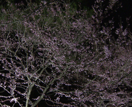 高松市の栗林公園で「春のライトアップ」始まる【高松市】