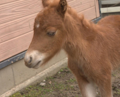 愛くるしい、ミニチュアホースの赤ちゃん／綾川町の乗馬クラブで生まれる【香川・綾川町】