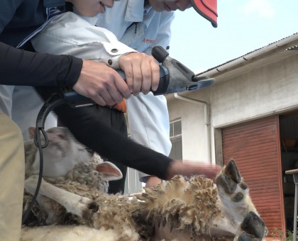 興陽高生徒が羊の毛刈りを体験【岡山市】