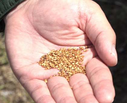 休耕田で栽培したゴマを小豆島の特産品に／かどや製油が土庄町や農家と連携【香川・小豆島】