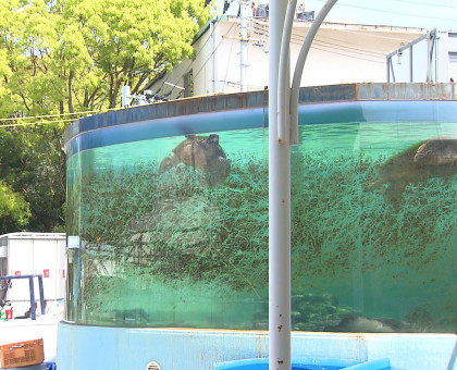 ５月３日、高松市中央卸売市場に「市場水族館」オープン／新屋島水族館のリニューアル工事で【高松市】