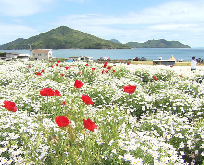 海を望む花畑はマーガレットが満開／三豊市のフラワーパーク浦島【香川】