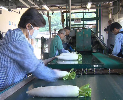 「ひるぜん大根」出荷作業が本格化／真庭市の選果場【岡山】