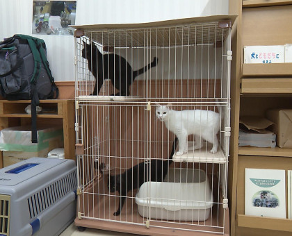 成猫の譲渡会を開催／岡山県動物愛護財団【岡山】