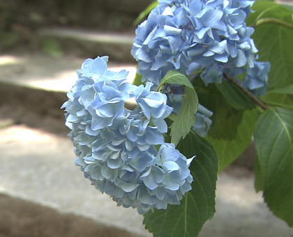 岡山市の吉備津神社でアジサイ見ごろ【岡山】