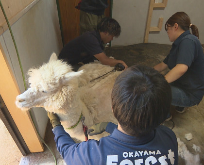 アルパカたちが夏仕様に衣替え／赤磐市の「おかやまフォレストパーク　ドイツの森」【岡山】