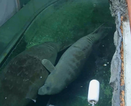 リニューアル工事で休館している新屋島水族館のアメリカマナティー／テレビせとうち公式ユーチューブチャンネルで生配信中【香川】