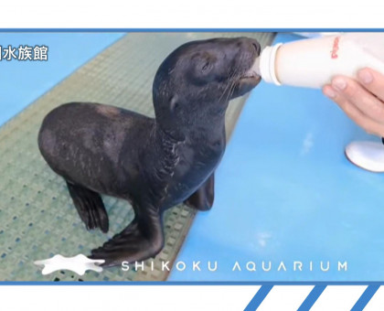 カリフォルニアアシカの赤ちゃん、すくすく／宇多津町の四国水族館で誕生【香川】
