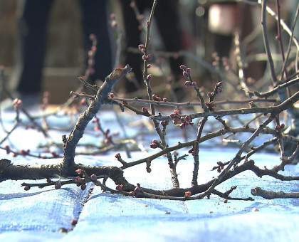 岡山後楽園で梅の枝販売【岡山】