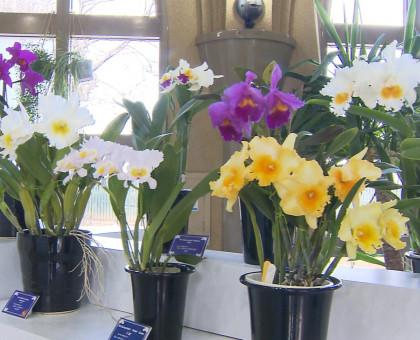 芳醇な香り放つ色とりどりの花／レオマリゾートで「カトレア展」／２月２３日まで【香川】