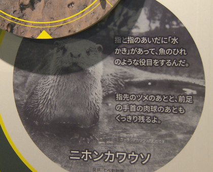 国の特別天然記念物「ニホンカワウソ」テーマに特別展／３月２０日から四国水族館【香川】