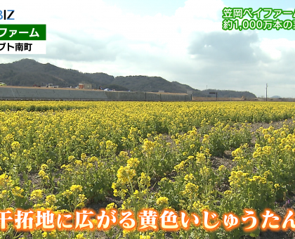 １０００万本の菜の花見ごろ／道の駅「笠岡ベイファーム」【岡山】