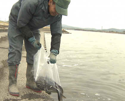 「大きく育て！」ウナギの稚魚放流／児島湾淡水漁協【岡山】
