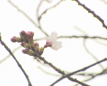 岡山市と高松市で桜「開花」／津山市・鶴山公園も地元観光協会が開花を発表【香川】【岡山】