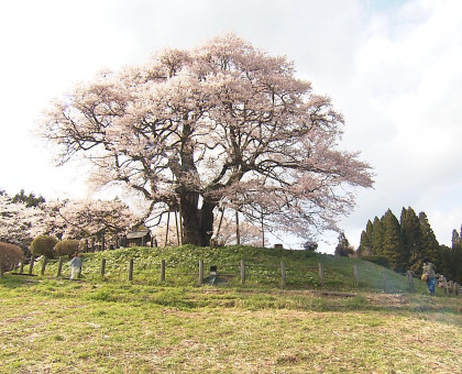 岡山県天然記念物・醍醐桜が満開【岡山】