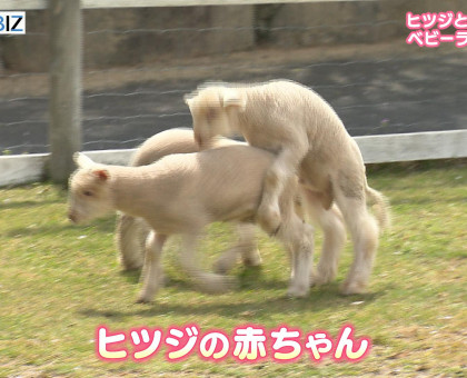 3匹のヒツジ、ヤギの姉妹／赤磐市の「ドイツの森」でベビーラッシュ【岡山】