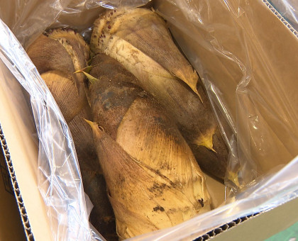 タケノコの出荷が最盛期／岡山県内最大の産地・倉敷市真備町地区【岡山】