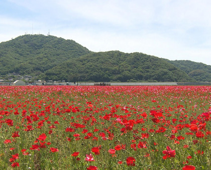 １０００万本、ポピーの赤じゅうたん／笠岡市の笠岡湾干拓地で見ごろ【岡山】