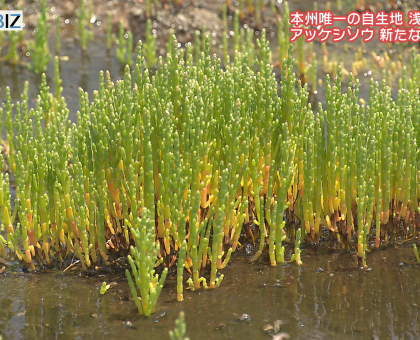 浅口市で「アッケシソウ」の新たな自生地見つかる【岡山】