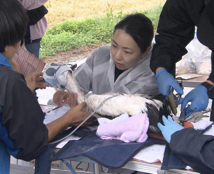 コウノトリのひな３羽に個体識別の足環取り付け／まんのう町で香川県、町の職員ら【香川】