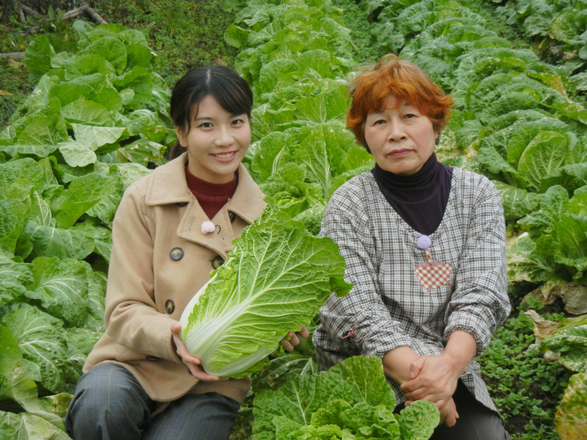 「はじめおばあちゃんの白菜の煮物」