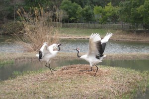 岡山県自然保護センターのタンチョウ