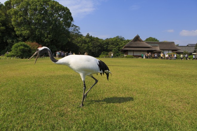 岡山後楽園とタンチョウ