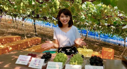 夏休みのお出掛けスポット☆　食べて学んでブドウ狩り♪